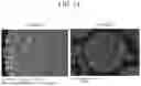Fig. 15 - POSITIVE ACTIVE MATERIAL FOR RECHARGEABLE LITHIUM BATTERY, PREPARING METHOD THEREOF, AND RECHARGEABLE LITHIUM BATTERY INCLUDING THE SAME