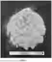 Fig. 02 - NATURAL FIBER-BASED PROPAGATION MEDIUM