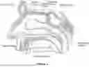 Fig. 03 - Methods and Devices for Alleviating Disorders Associated with Sinus Cavities
