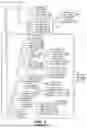 Fig. 04 - Methods of Production of Double Unsaturated Pheromones Using Metabolic Pathways