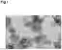 Fig. 02 - POSITIVE ELECTRODE COMPOSITION, POSITIVE ELECTRODE, AND BATTERY