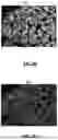 Fig. 14 - PROCESS FOR ADDITIVE MANUFACTURING OF TERNARY-PHASE THERMOELECTRIC MATERIALS