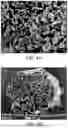 Fig. 08 - BRIDGING PERIPHERAL NERVE GAPS WITH CONDUITS FOR ENHANCED NERVE REGENERATION