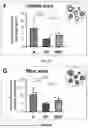Fig. 32 - BRIDGING PERIPHERAL NERVE GAPS WITH CONDUITS FOR ENHANCED NERVE REGENERATION