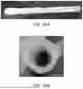 Fig. 41 - BRIDGING PERIPHERAL NERVE GAPS WITH CONDUITS FOR ENHANCED NERVE REGENERATION