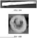 Fig. 43 - BRIDGING PERIPHERAL NERVE GAPS WITH CONDUITS FOR ENHANCED NERVE REGENERATION