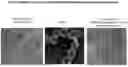 Fig. 02 - MULTIVALENT INFLUENZA NANOPARTICLE VACCINES