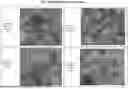 Fig. 35 - MULTIVALENT INFLUENZA NANOPARTICLE VACCINES