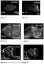 Fig. 22 - Genetically Engineered Phagocytes, and Related Compositions, Vectors, Methods and Systems