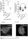 Fig. 25 - Genetically Engineered Phagocytes, and Related Compositions, Vectors, Methods and Systems