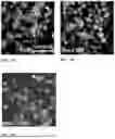 Fig. 27 - Genetically Engineered Phagocytes, and Related Compositions, Vectors, Methods and Systems