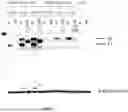 Fig. 10 - COMPOSITIONS AND METHODS OF RIBONUCLEIC ACID RESPIRATORY SYNCYTIAL VIRUS (RSV) VACCINES