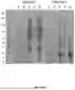Fig. 09 - ELASTOMERIC PROTEINS