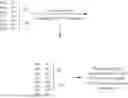 Fig. 02 - IL-17 RECEPTOR A ANTIGEN BINDING PROTEINS