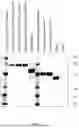 Fig. 02 - DNASE FUSION POLYPEPTIDES AND RELATED COMPOSITIONS AND METHODS