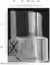 Fig. 06 - METHOD OF PREPARING A SAMPLE FOR TRANSMISSION ELECTRON MICROSCOPY (TEM) ANALYSIS
