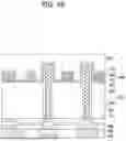 Fig. 12 - SEMICONDUCTOR CHIP INCLUDING THROUGH ELECTRODES, AND SEMICONDUCTOR PACKAGE INCLUDING THE SAME