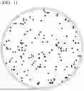 Fig. 10 - SiC EPITAXIAL WAFER
