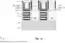Fig. 21 - GATE SPACERS IN SEMICONDUCTOR DEVICES