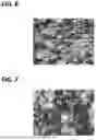 Fig. 05 - NEGATIVE ELECTRODE COLLECTOR AND CAN-TYPE SECONDARY BATTERY