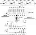 Fig. 01 - RADIO ACCESS NETWORK INTELLIGENT CONTROLLER SELECTING CELL FOR PERFORMING COORDINATED MULTI-POINT TRANSMISSION/RECEPTION, AND OPERATION METHOD THEREOF