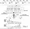 Fig. 04 - RADIO ACCESS NETWORK INTELLIGENT CONTROLLER SELECTING CELL FOR PERFORMING COORDINATED MULTI-POINT TRANSMISSION/RECEPTION, AND OPERATION METHOD THEREOF