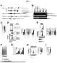 Fig. 02 - UT2 GENE-DEFICIENT MOUSE MODEL AND METHOD FOR SCREENING THERAPEUTIC AGENT FOR MYELOID LEUKEMIA, USING SAME