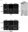 Fig. 28 - IMMUNOTHERAPY COMPOSITIONS AND METHODS FOR TREATMENT OF TAUOPATHY AND TRANSGENIC MOUSE