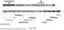 Fig. 02 - NOVEL mRNA VACCINE FOR AUTOIMMUNITY