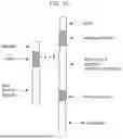 Fig. 02 - MHC CLASS II T-CELL MODULATORY MULTIMERIC POLYPEPTIDES FOR TREATING TYPE 1 DIABETES MELLITUS (T1D) AND METHODS OF USE THEREOF