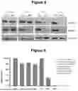 Fig. 07 - METHOD FOR THE TREATMENT OF PATIENTS WITH CARCINOMAS