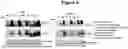 Fig. 08 - METHOD FOR THE TREATMENT OF PATIENTS WITH CARCINOMAS