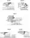 Fig. 07 - MINI CIRCULAR RNA THERAPEUTICS AND VACCINES AND METHODS OF USE THEREOF