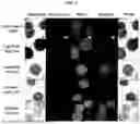 Fig. 07 - ADAPTER POLYPEPTIDES AND METHODS OF USING THE SAME