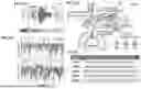 Fig. 12 - ADAPTER POLYPEPTIDES AND METHODS OF USING THE SAME