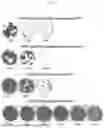 Fig. 02 - DEOPTIMIZED SARS-COV-2 VARIANTS AND METHODS AND USES THEREOF