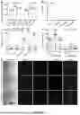 Fig. 06 - TARGETED GLYCOSAMINOGLYCAN-PARTICLES AND METHODS OF USE