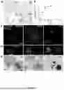 Fig. 07 - TARGETED GLYCOSAMINOGLYCAN-PARTICLES AND METHODS OF USE