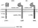 Fig. 33 - SELECTIVE STIMULATION OF T CELLS IN SOLID TUMORS USING ONCOLYTIC VIRAL DELIVERY OF ORTHOGONAL IL-2