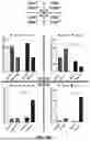 Fig. 41 - SELECTIVE STIMULATION OF T CELLS IN SOLID TUMORS USING ONCOLYTIC VIRAL DELIVERY OF ORTHOGONAL IL-2