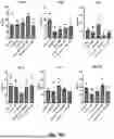 Fig. 44 - SELECTIVE STIMULATION OF T CELLS IN SOLID TUMORS USING ONCOLYTIC VIRAL DELIVERY OF ORTHOGONAL IL-2