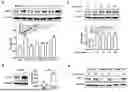 Fig. 01 - NATURAL KILLER CELLS ENGINEERED TO REDUCE OR ELIMINATE CBL-B AND USES THEREOF