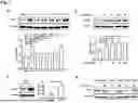 Fig. 02 - NATURAL KILLER CELLS ENGINEERED TO REDUCE OR ELIMINATE CBL-B AND USES THEREOF