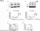 Fig. 07 - NATURAL KILLER CELLS ENGINEERED TO REDUCE OR ELIMINATE CBL-B AND USES THEREOF