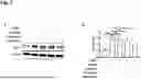 Fig. 08 - NATURAL KILLER CELLS ENGINEERED TO REDUCE OR ELIMINATE CBL-B AND USES THEREOF