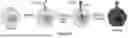 Fig. 06 - SELF-POLARIZING IMMUNE CELLS