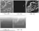 Fig. 08 - TOXIN-DERIVED DELIVERY CONSTRUCTS