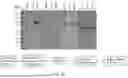 Fig. 28 - TOXIN-DERIVED DELIVERY CONSTRUCTS