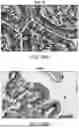 Fig. 30 - TOXIN-DERIVED DELIVERY CONSTRUCTS