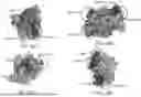 Fig. 34 - TOXIN-DERIVED DELIVERY CONSTRUCTS